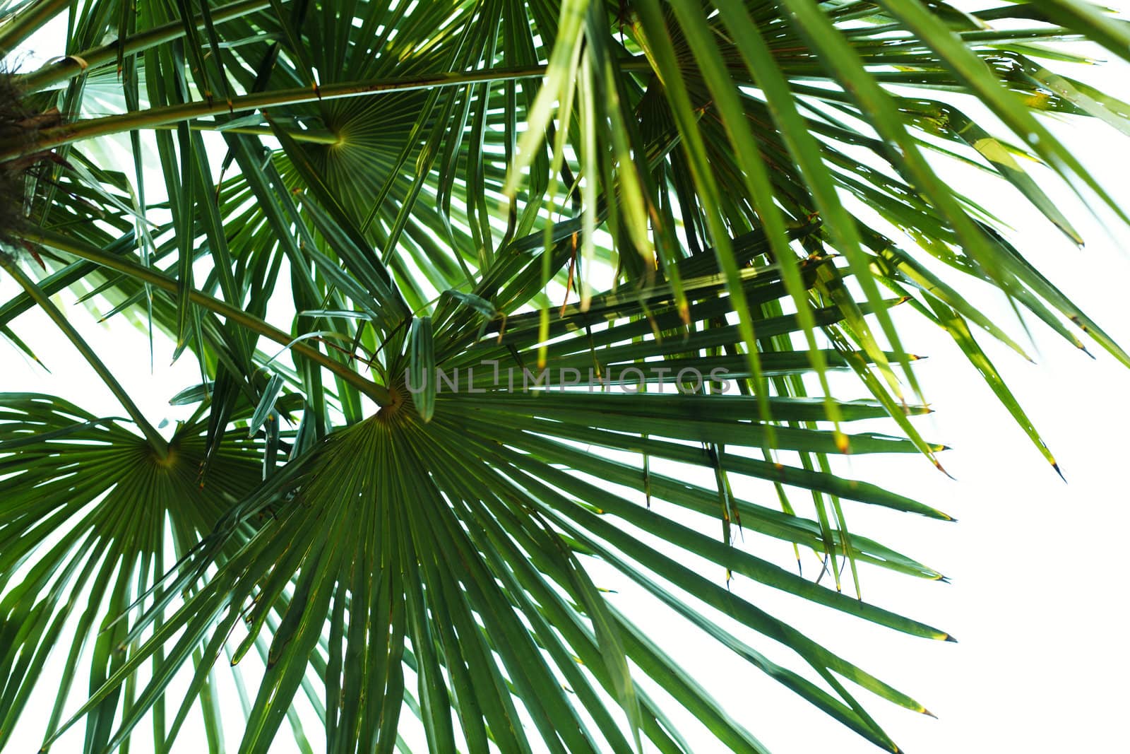 An image of Palm Leaf section with backlighting
