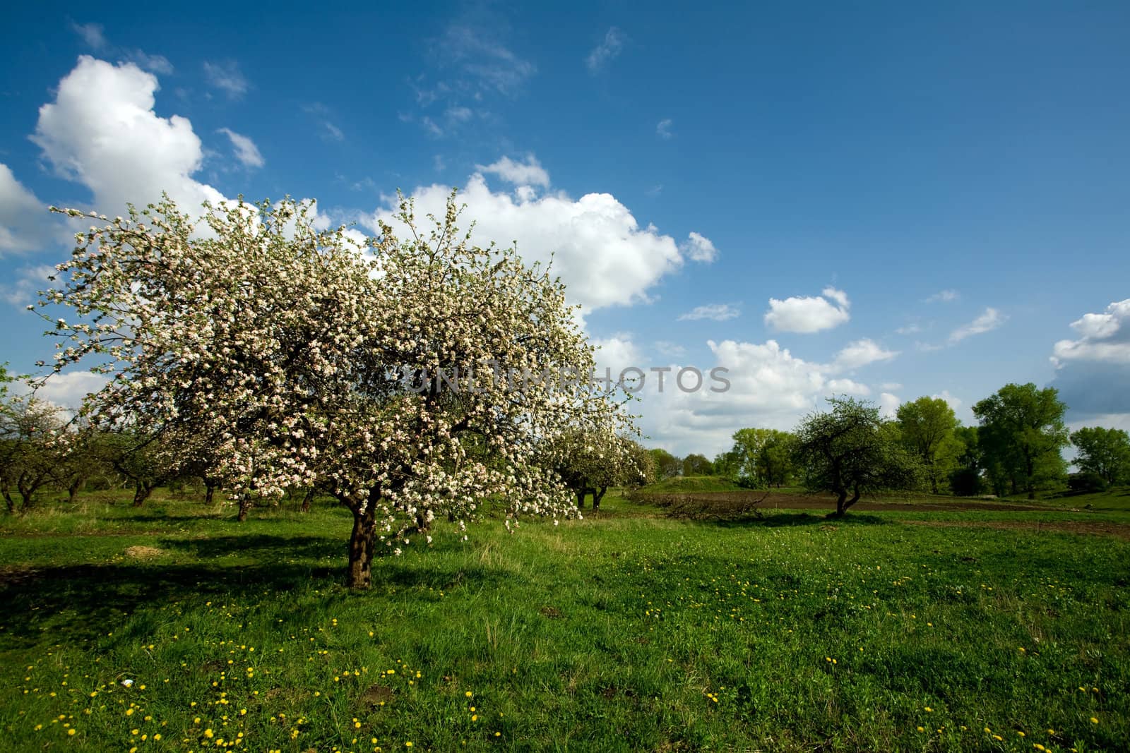 Apple tree in blossom by velkol