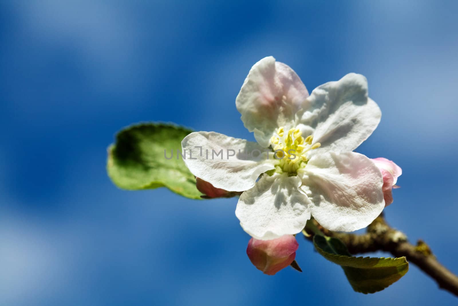 Beautiful white apple blossoms on the blue background