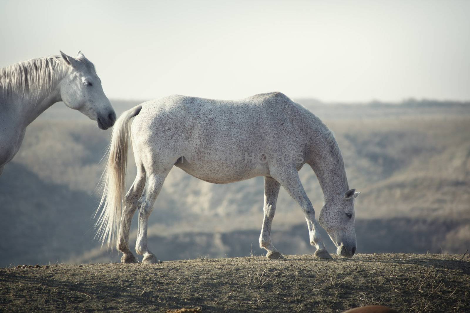 Horses pasturing in the steppe. Natural light and colors. Shallow depth of field for natural view