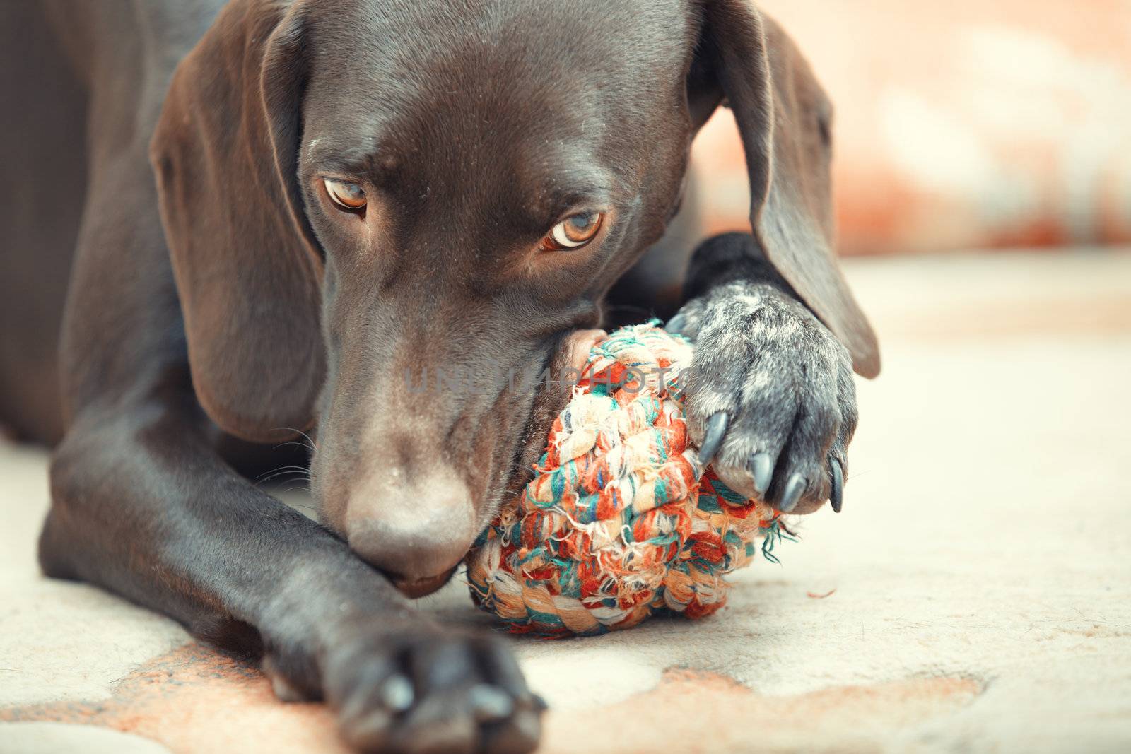 German short haired pointer known as Kurzkhaar playing with dog