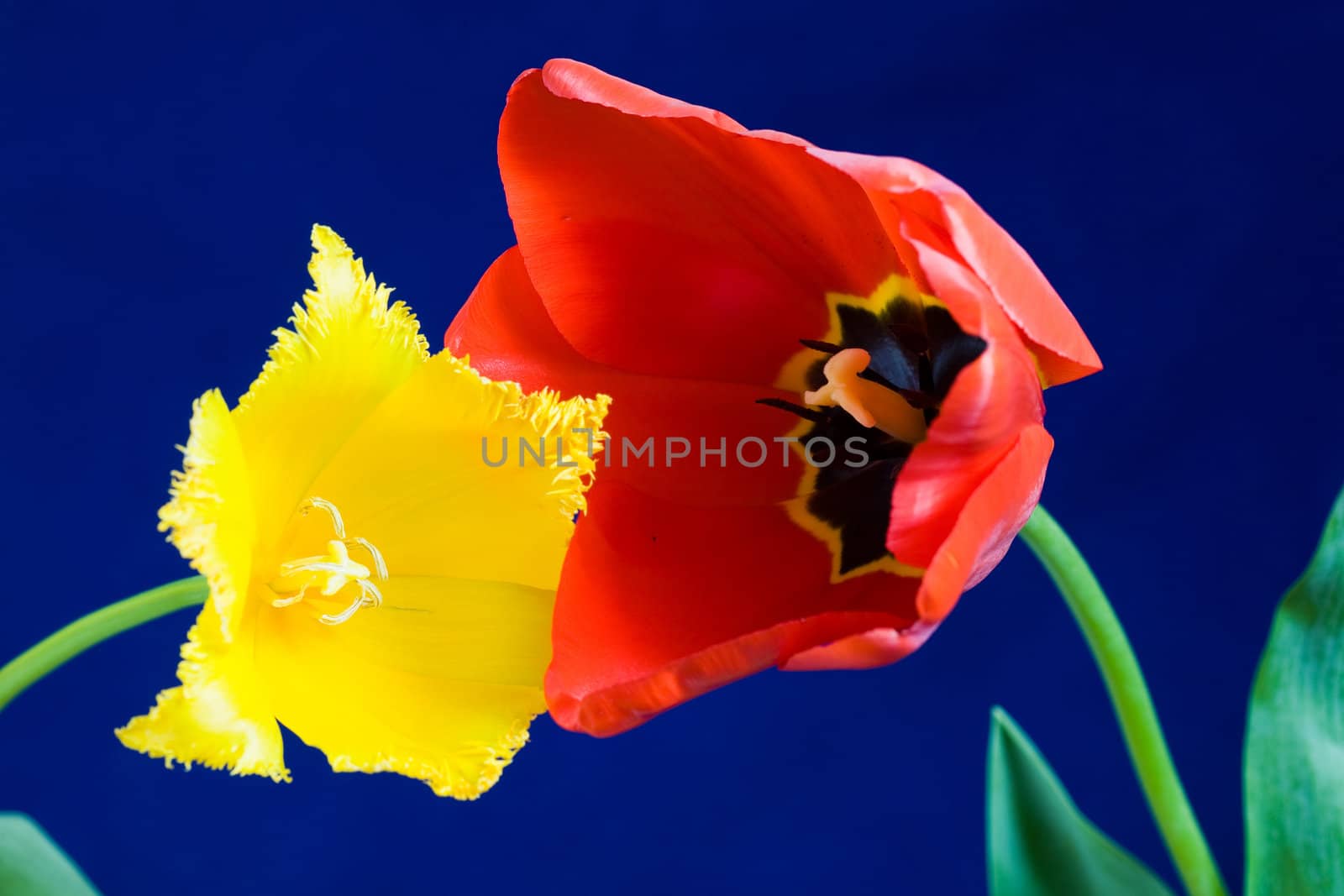 Stock photo: an image of two nice tulips
