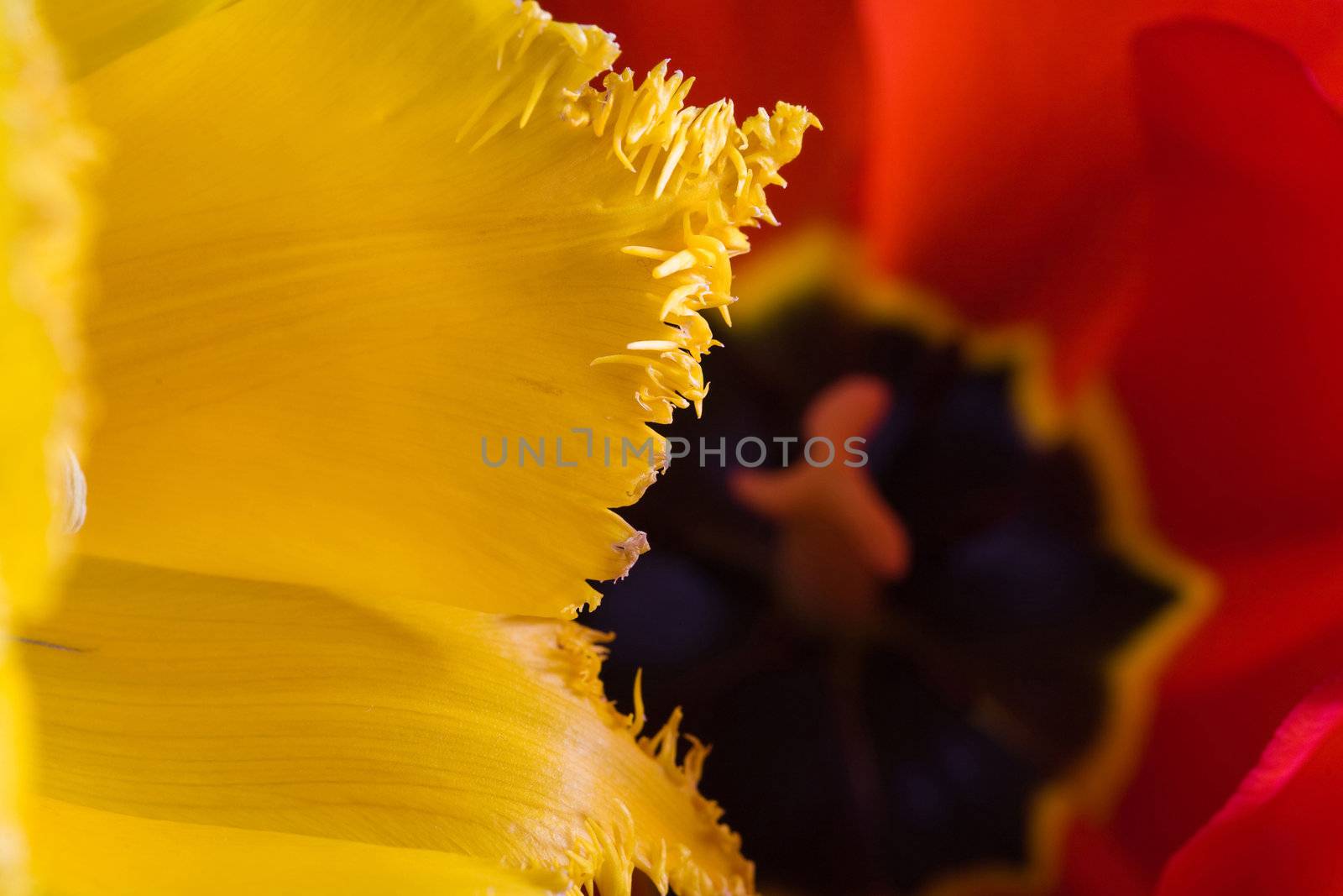 Stock photo: an image of  red and yellow tulips