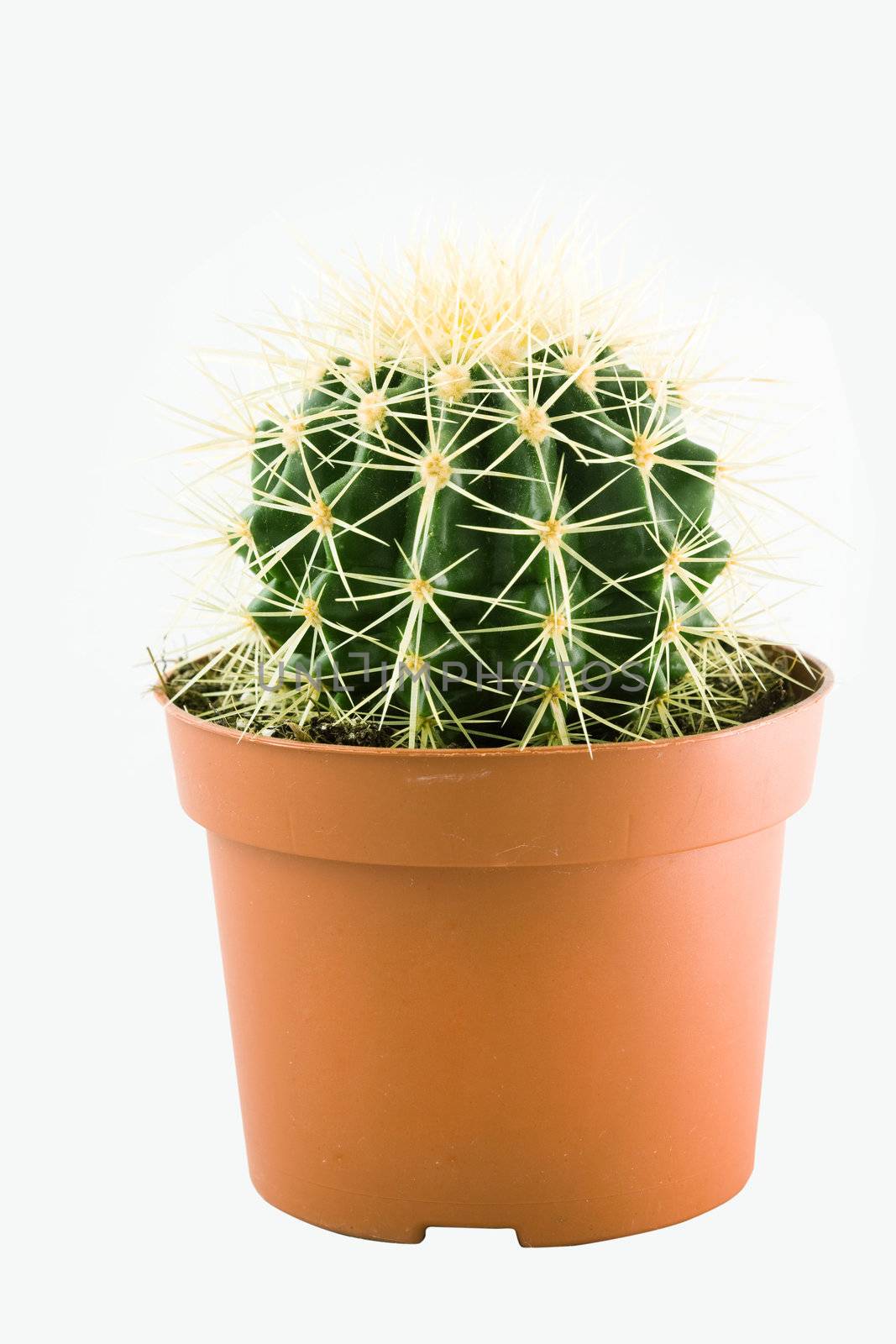 An image of green cactus in the  pot