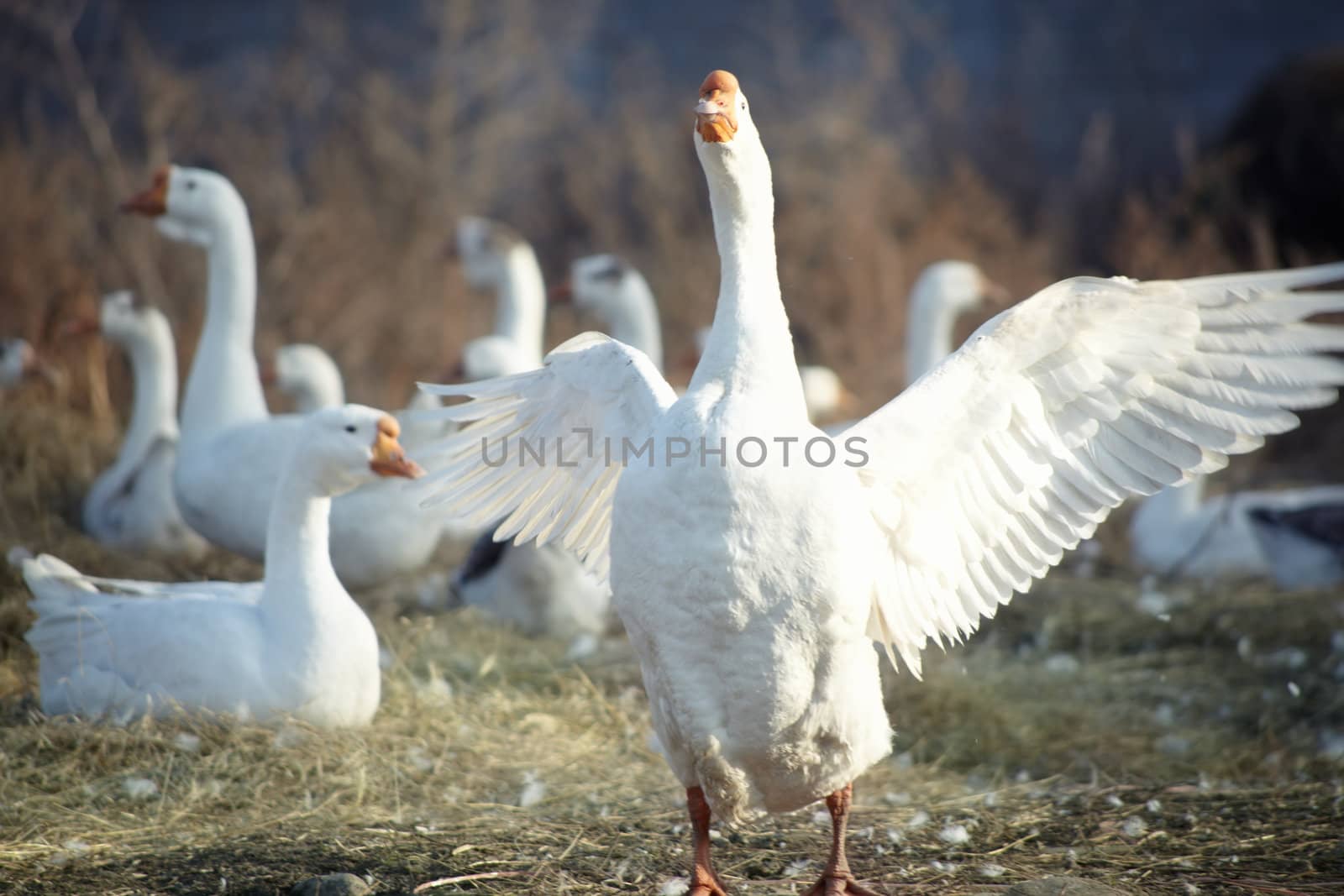 Wild geese outdoors. One goose opens out the wings. Natural light and colors