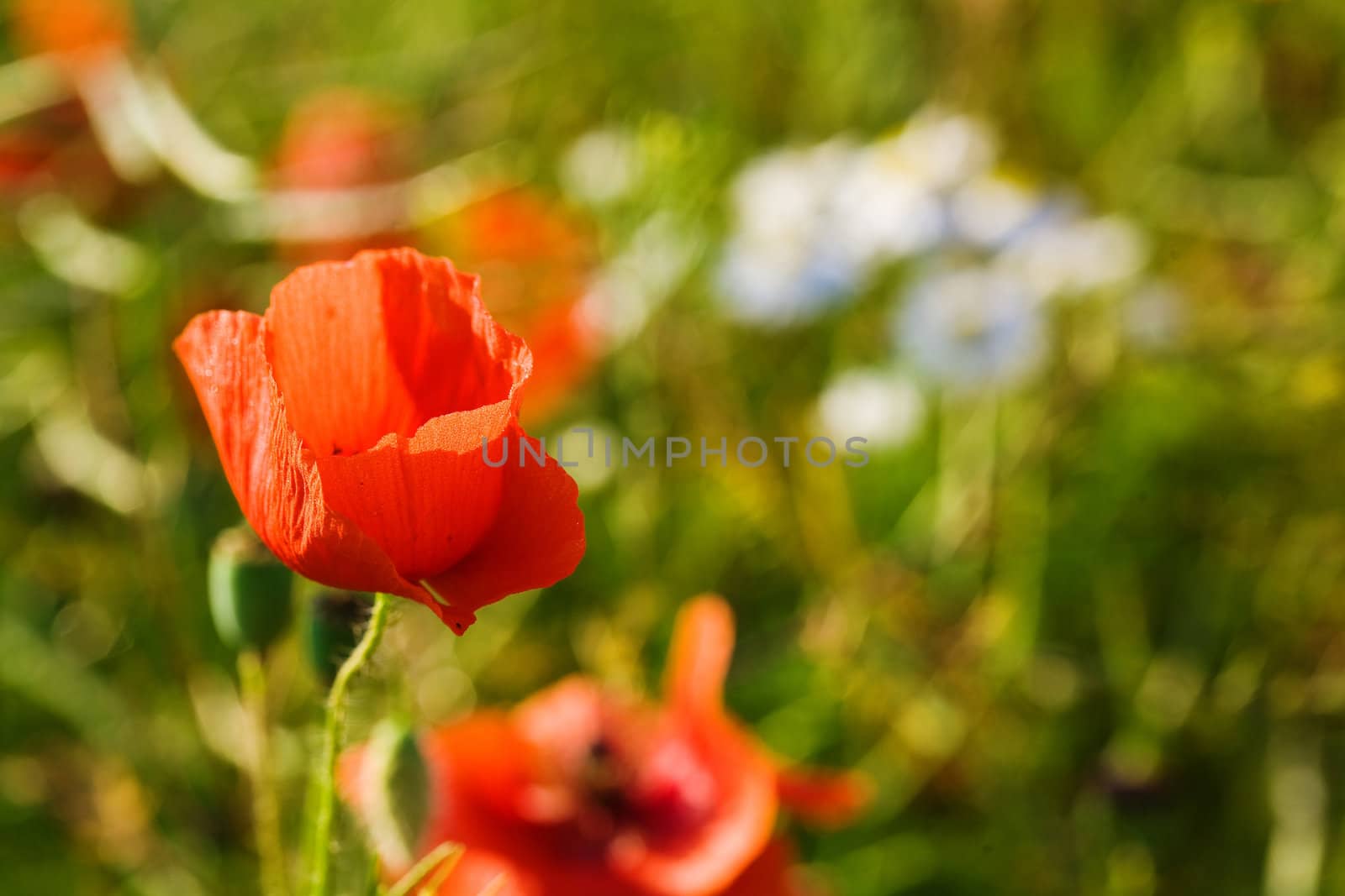 An image of summer field of beautiful flowers