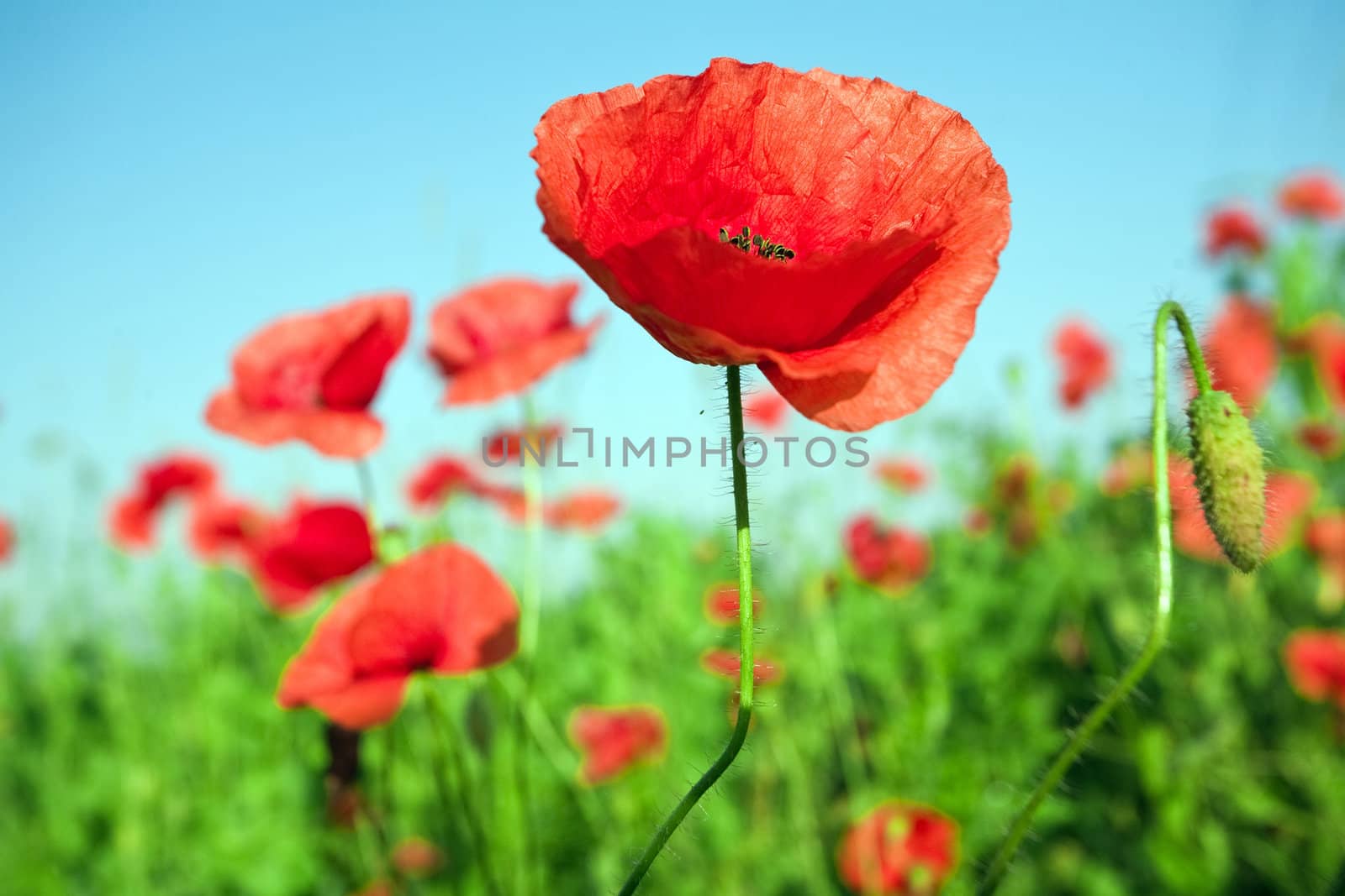 An image of beautiful red poppies in the field close up