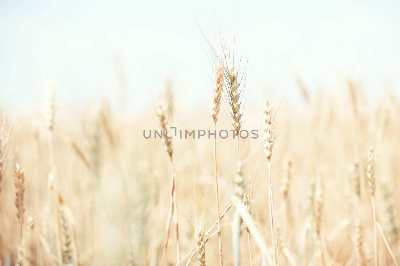 Summer field with golden wheat