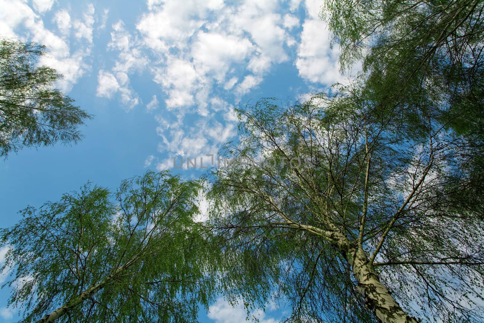 Tree crowns on summer blue sky  background