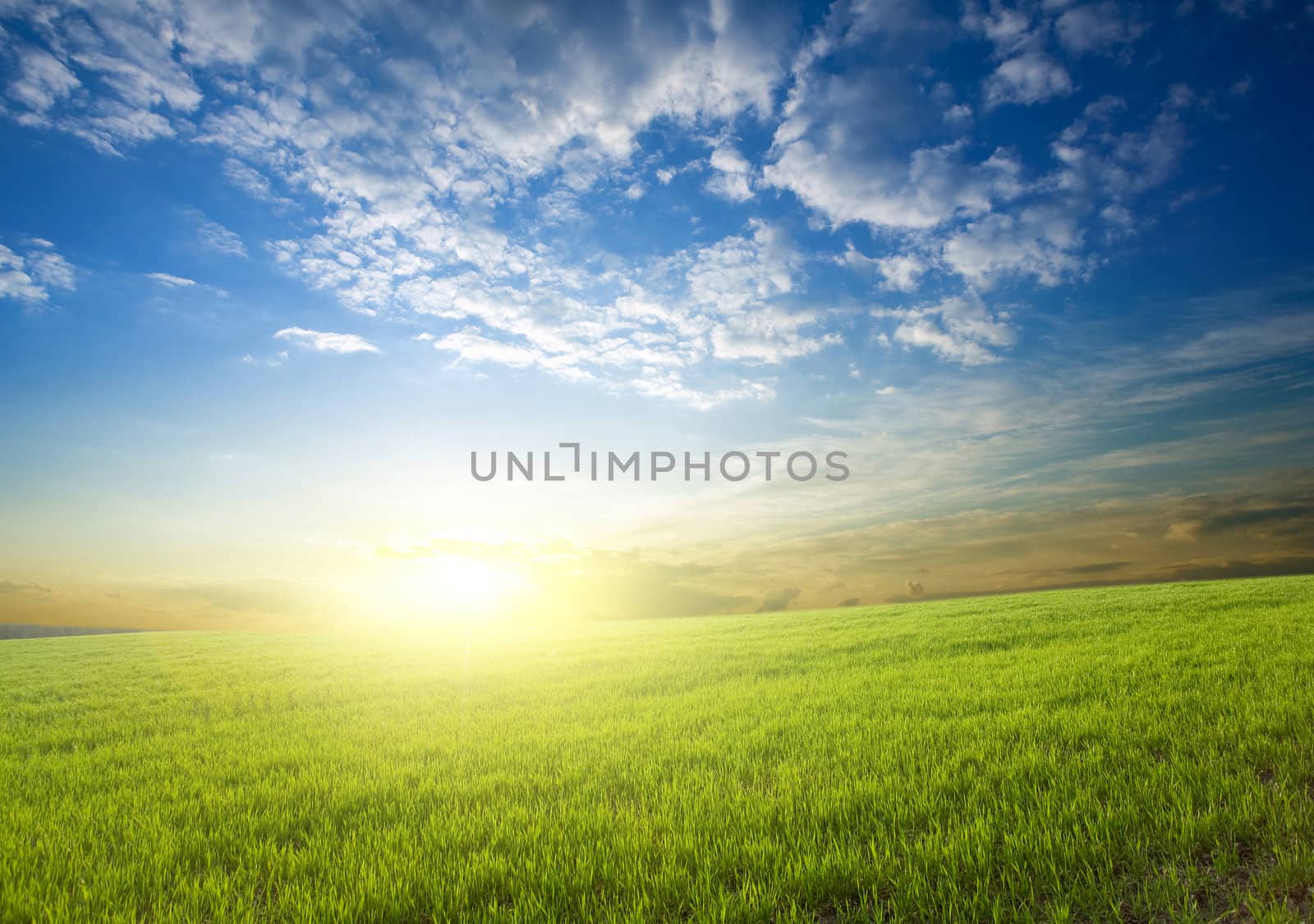 Bright sunset over growing green crops in the field