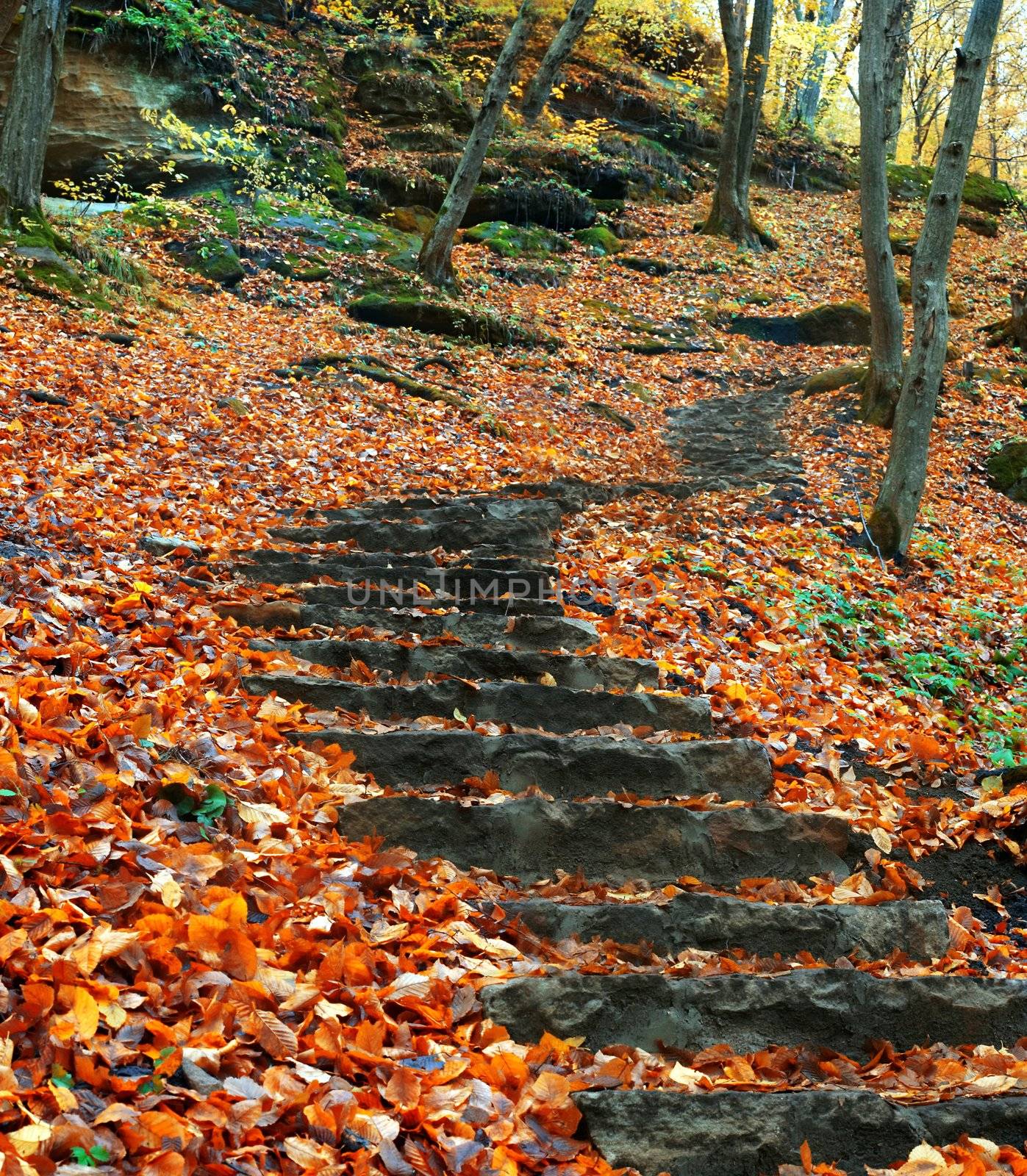 An image of steps in autumn forest