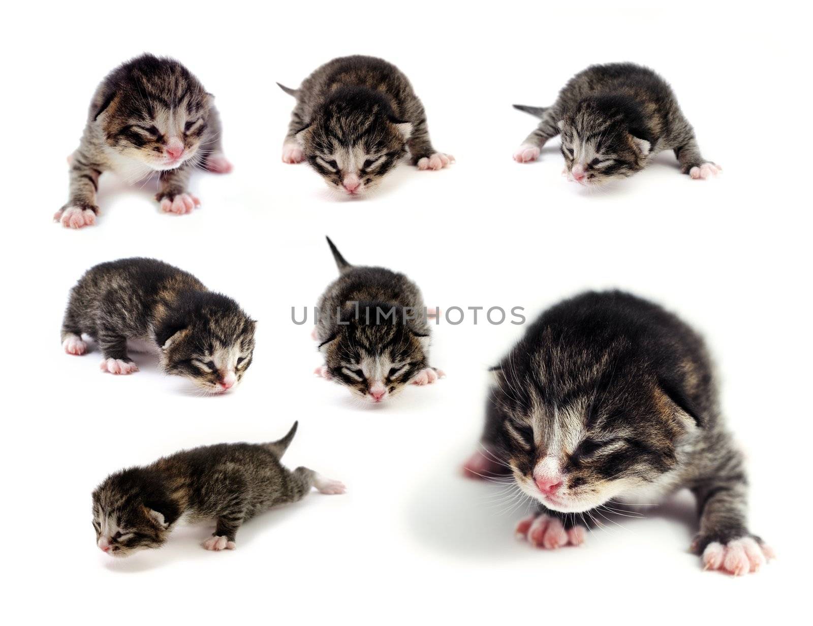 Blind kittens by velkol