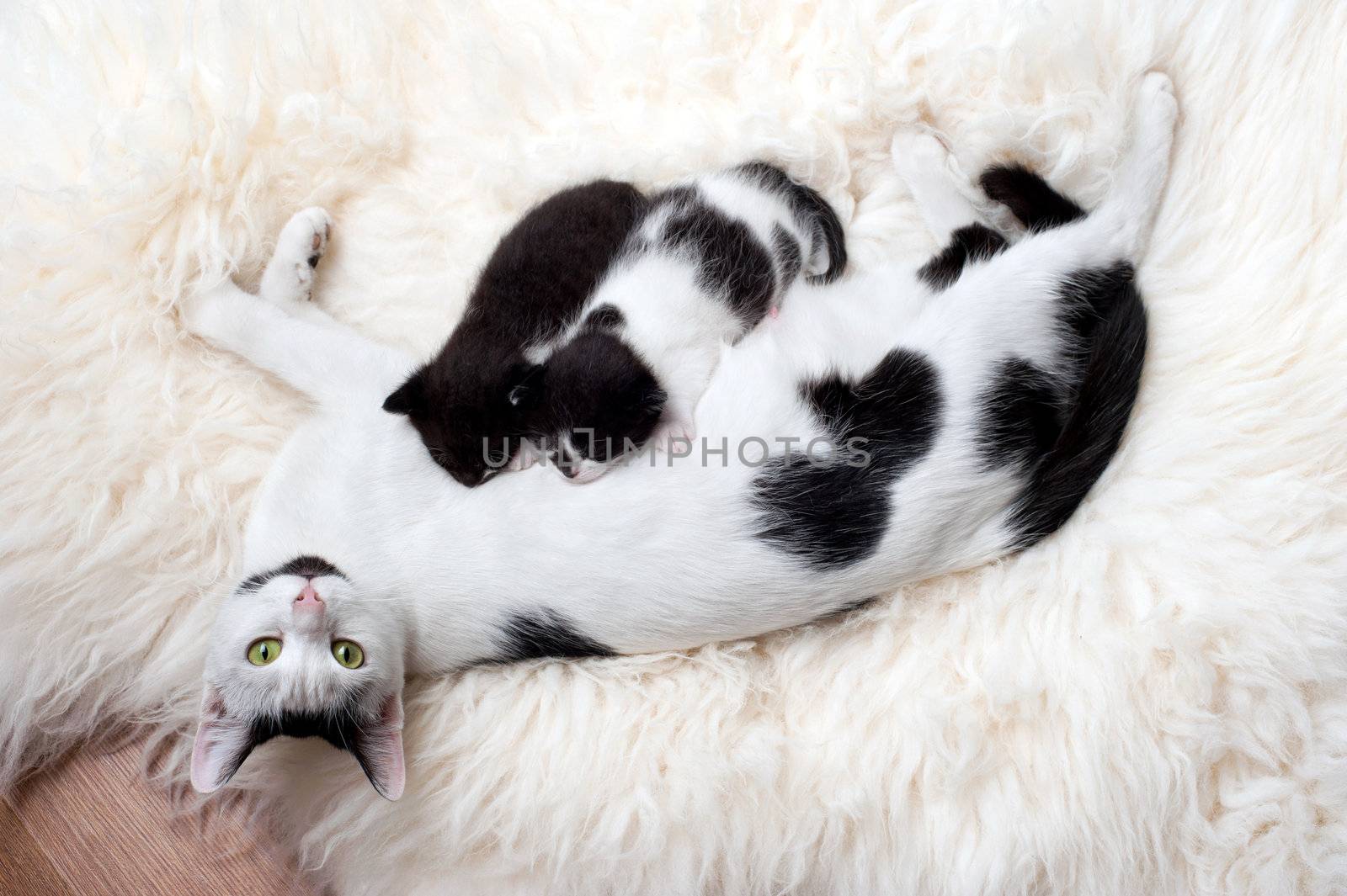 An image of a family of cats on white fur