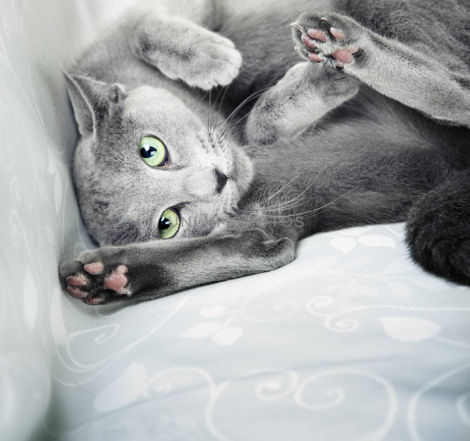 Funny cat laying indoors. Natural colors. Close-up photo