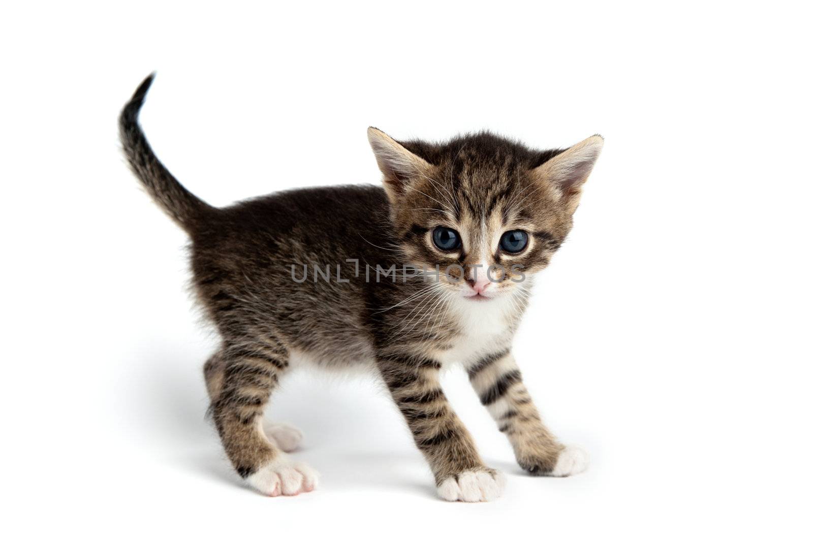 An image of a tiny little kitten on white background