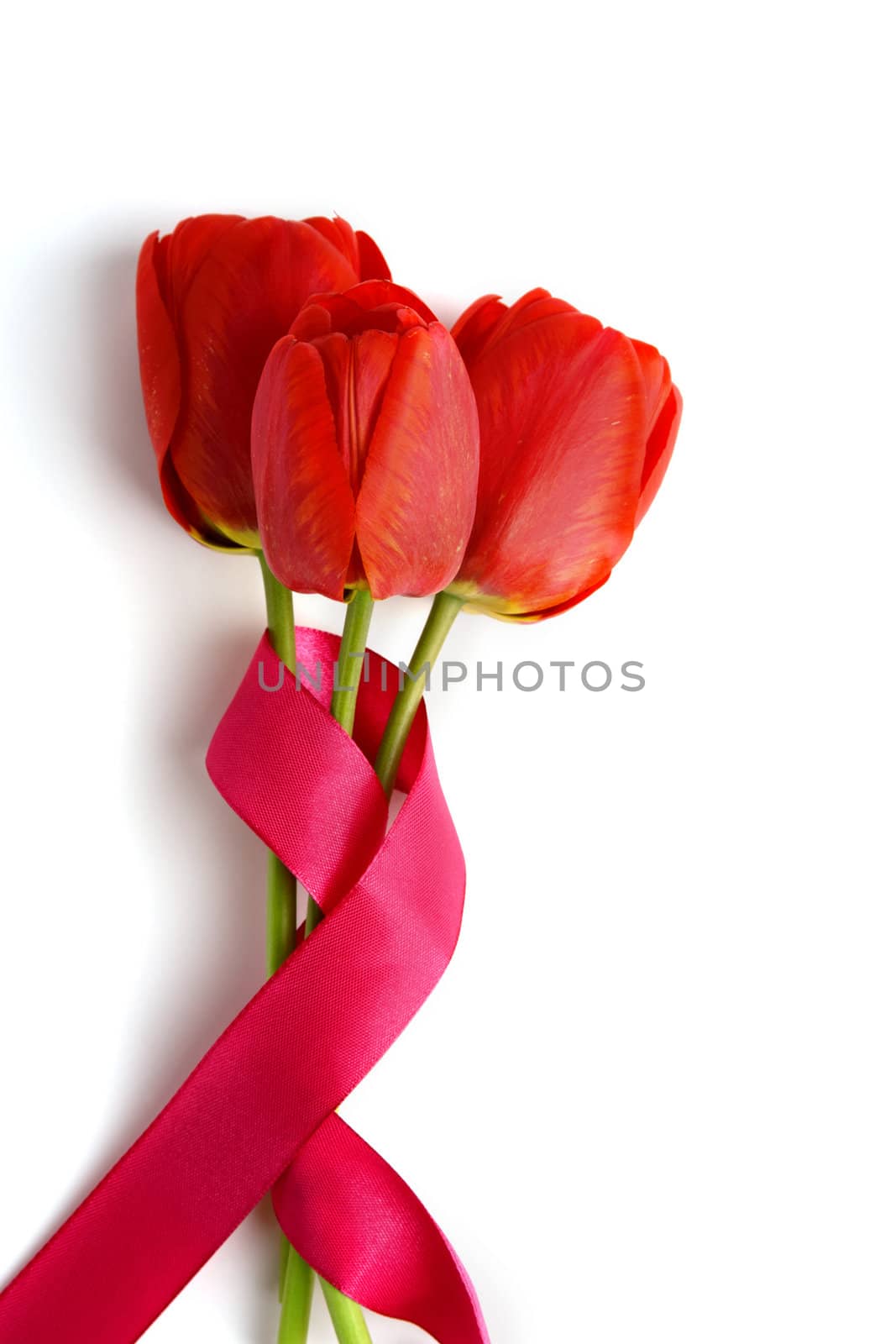 An image of three red tulips on white background