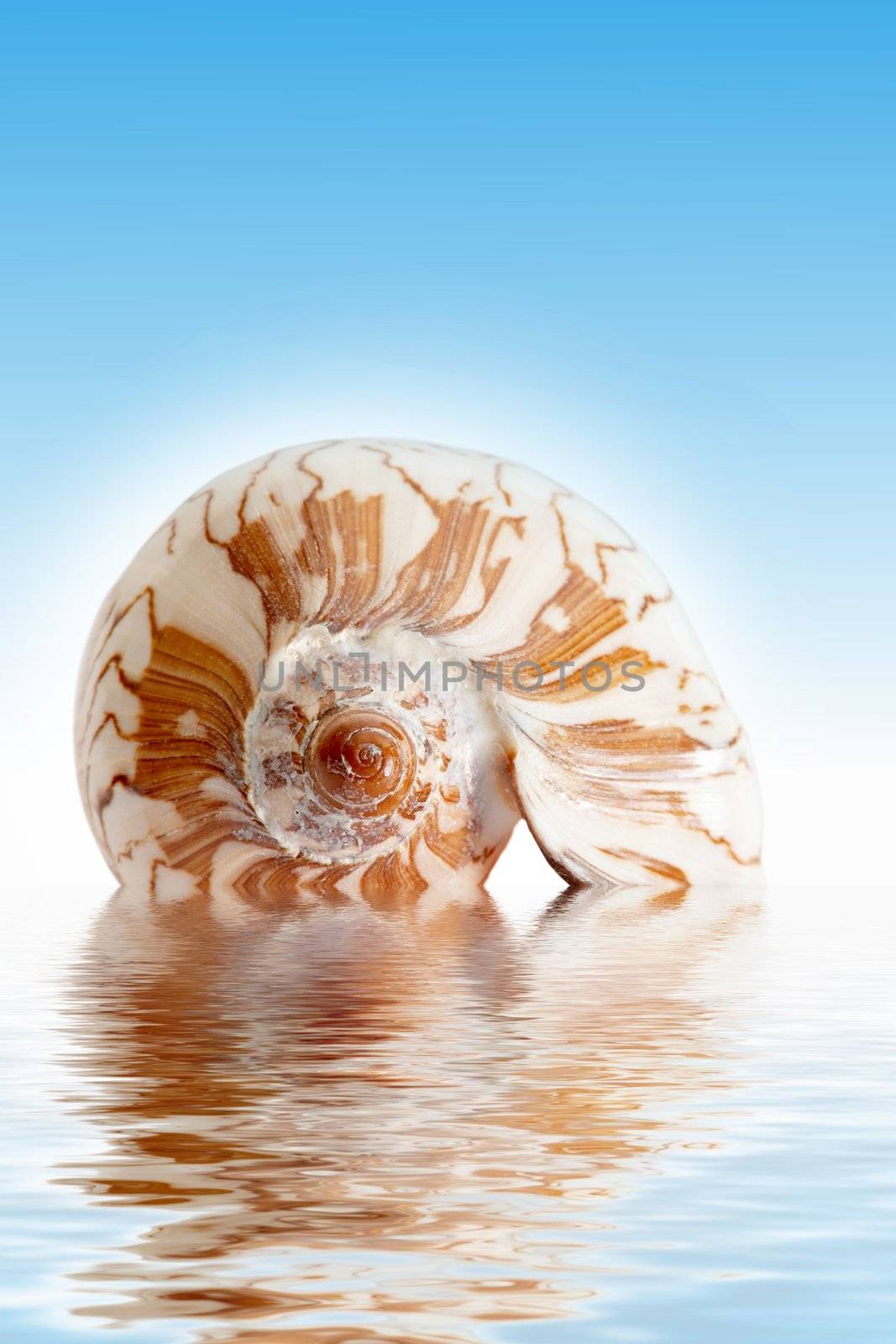 Seashell by velkol