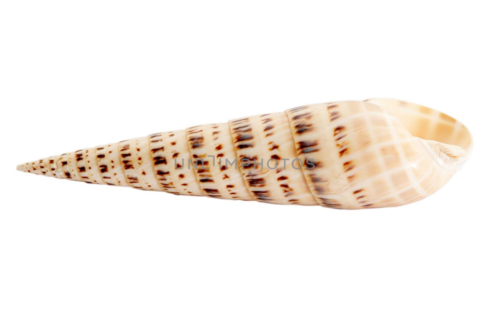 An image of isolated seashell