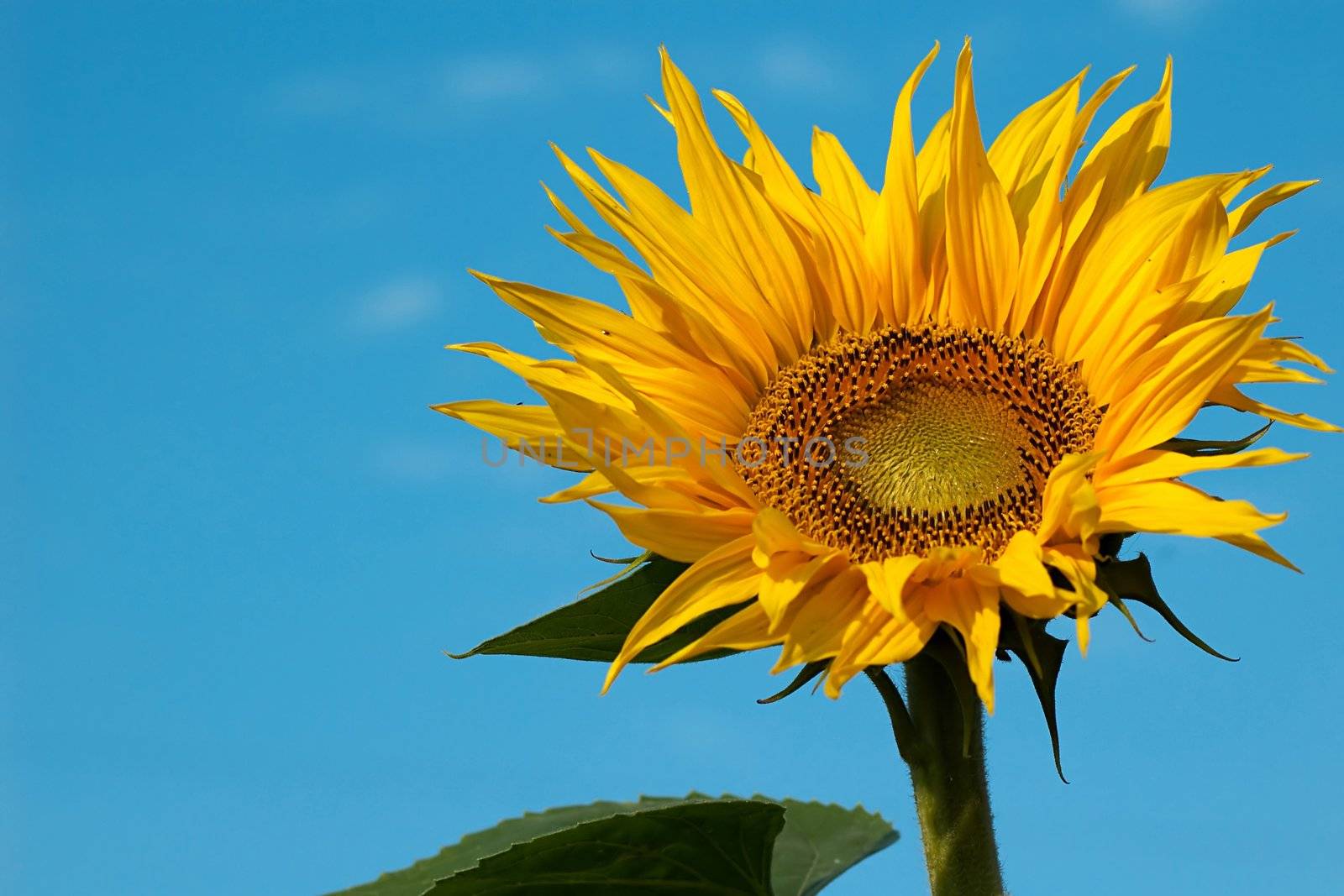 Sunflower close-up ON BACKGROUND by velkol
