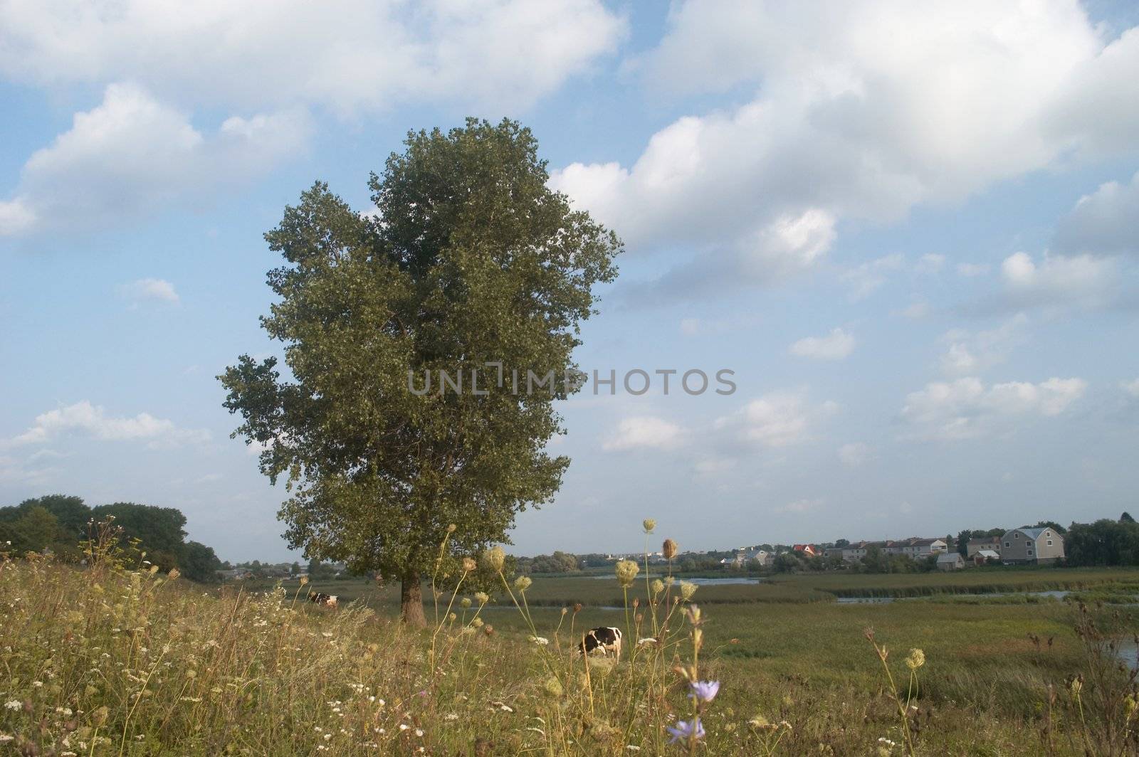 Solitary tree by velkol