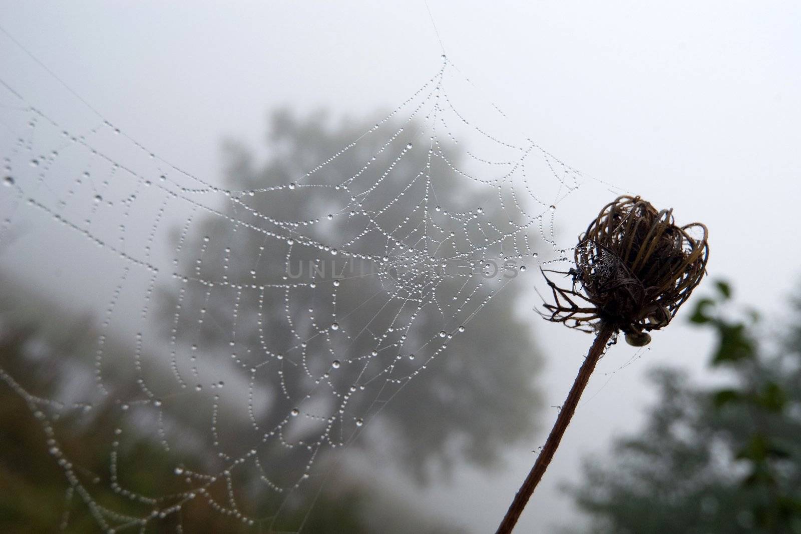 An image of a drops on web. Morning landscape