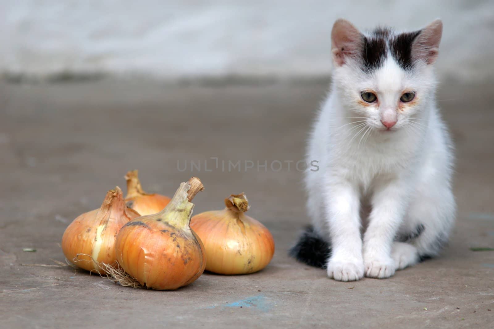 Little cat by velkol