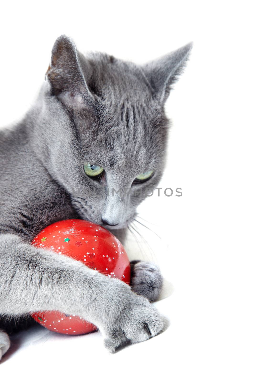 Cat with Christmas toy by Novic