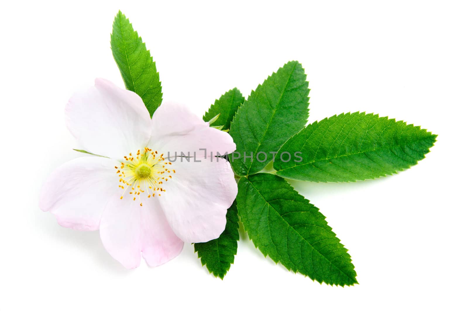 An image of a nice pink flower of briar