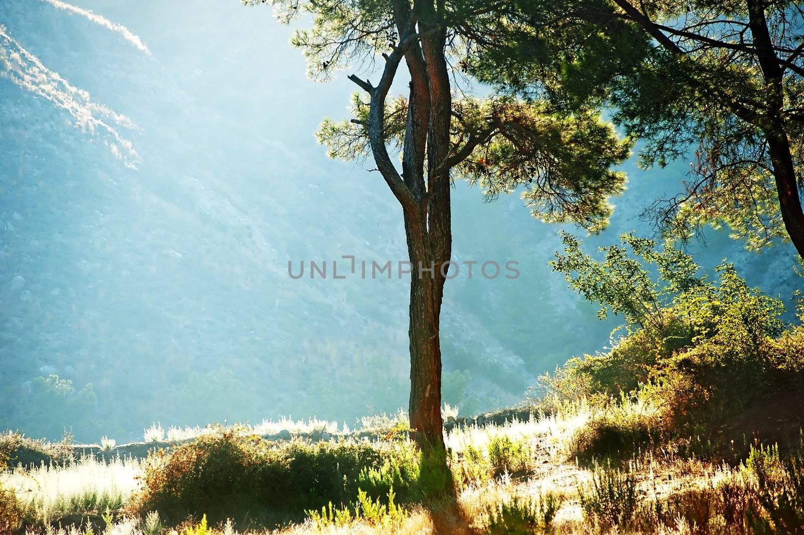 Silhouette of a tree against the sun's rays