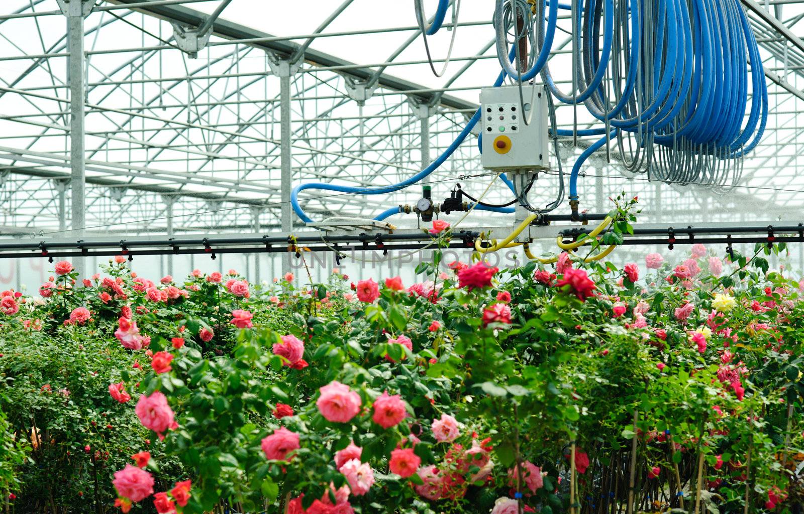 An image of a greenhouse with roses in it