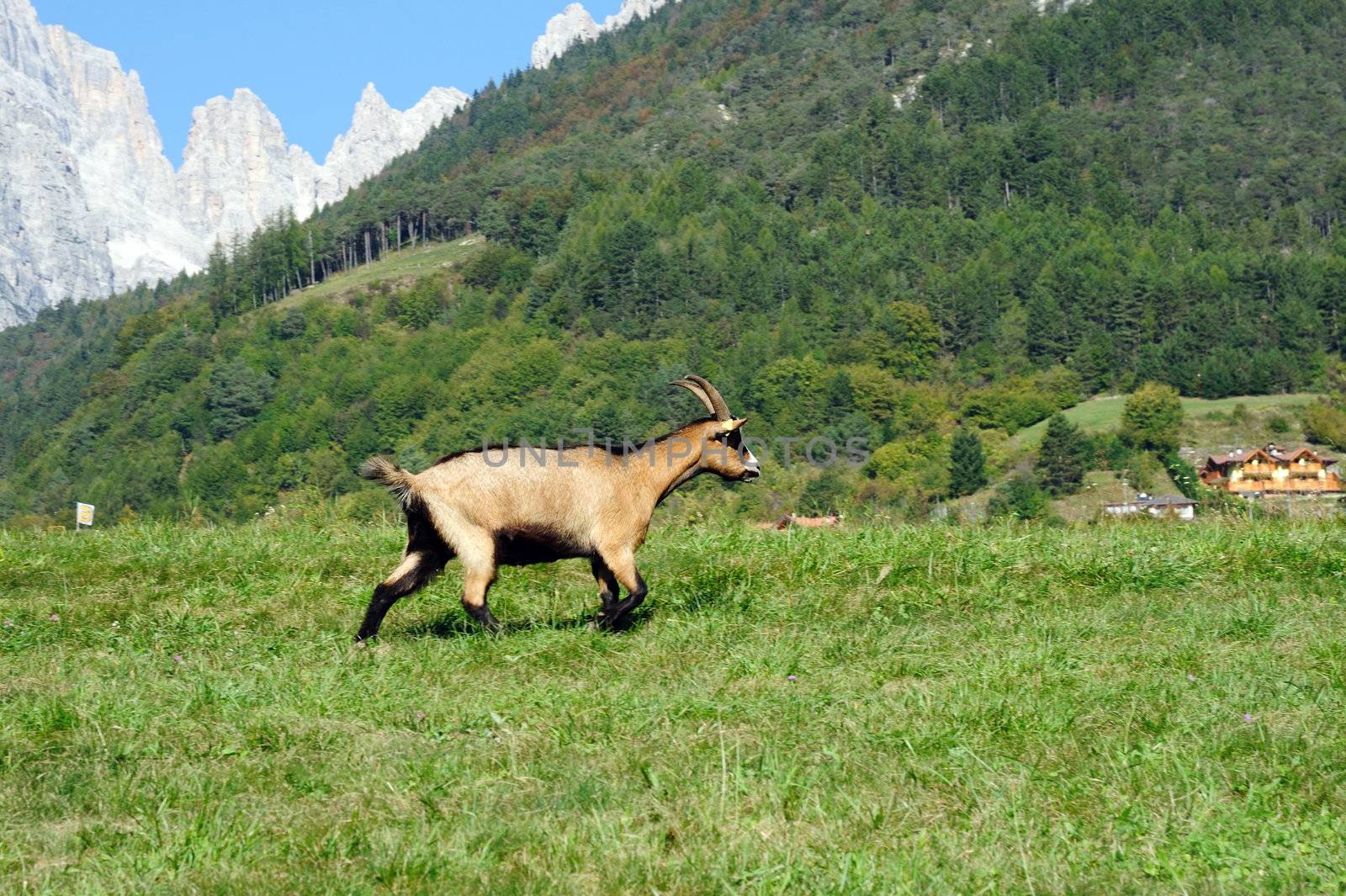 An image of a brown goat in the mountains
