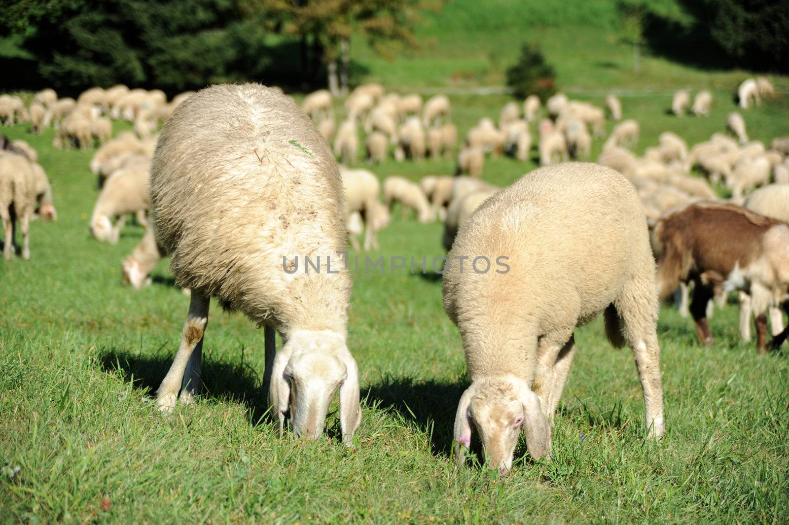 An image of sheep feeding on green pasture