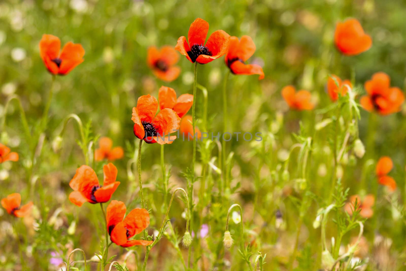 A lot of beautiful poppies on meadow