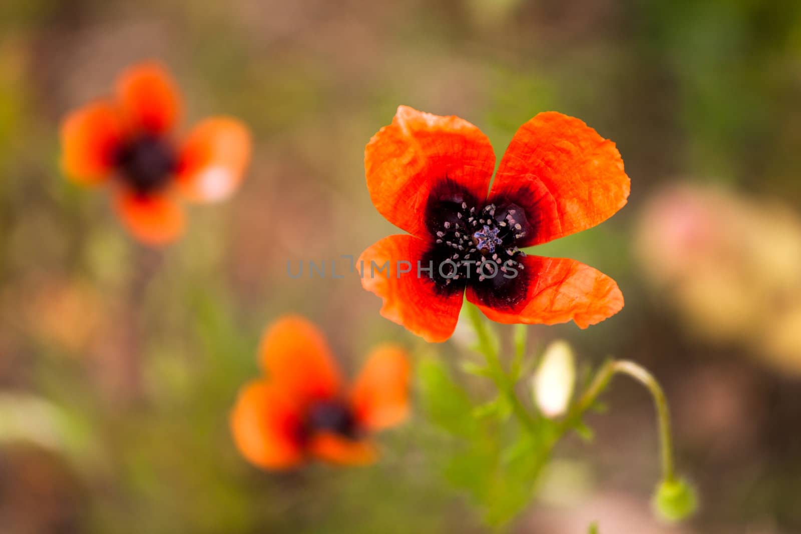 Beautiful poppies on meadow  with depth of field