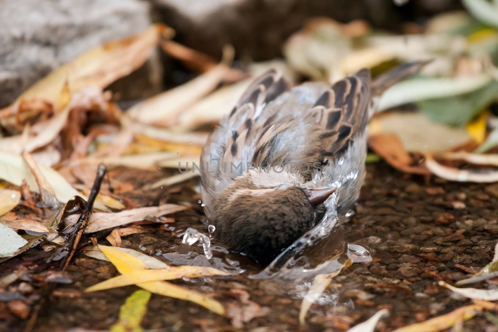 A Brown Sparrow taking a bath in forest puddle