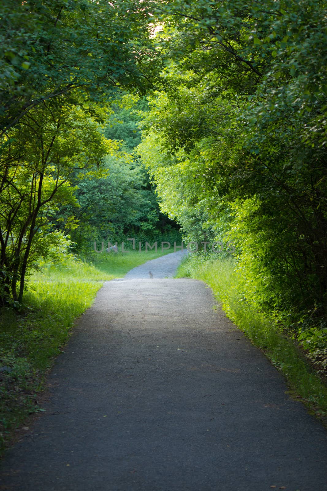 Nature trail with lush vegetation and trees.