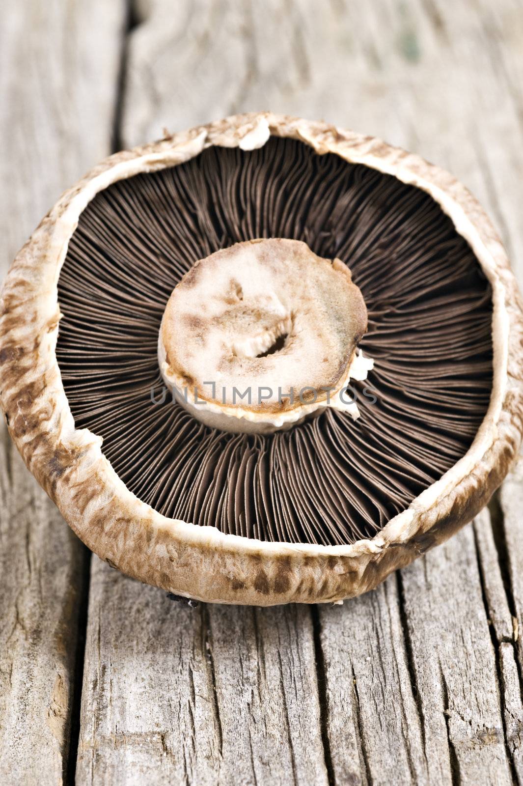 Healthy fresh mushroom with very shallow depth of field