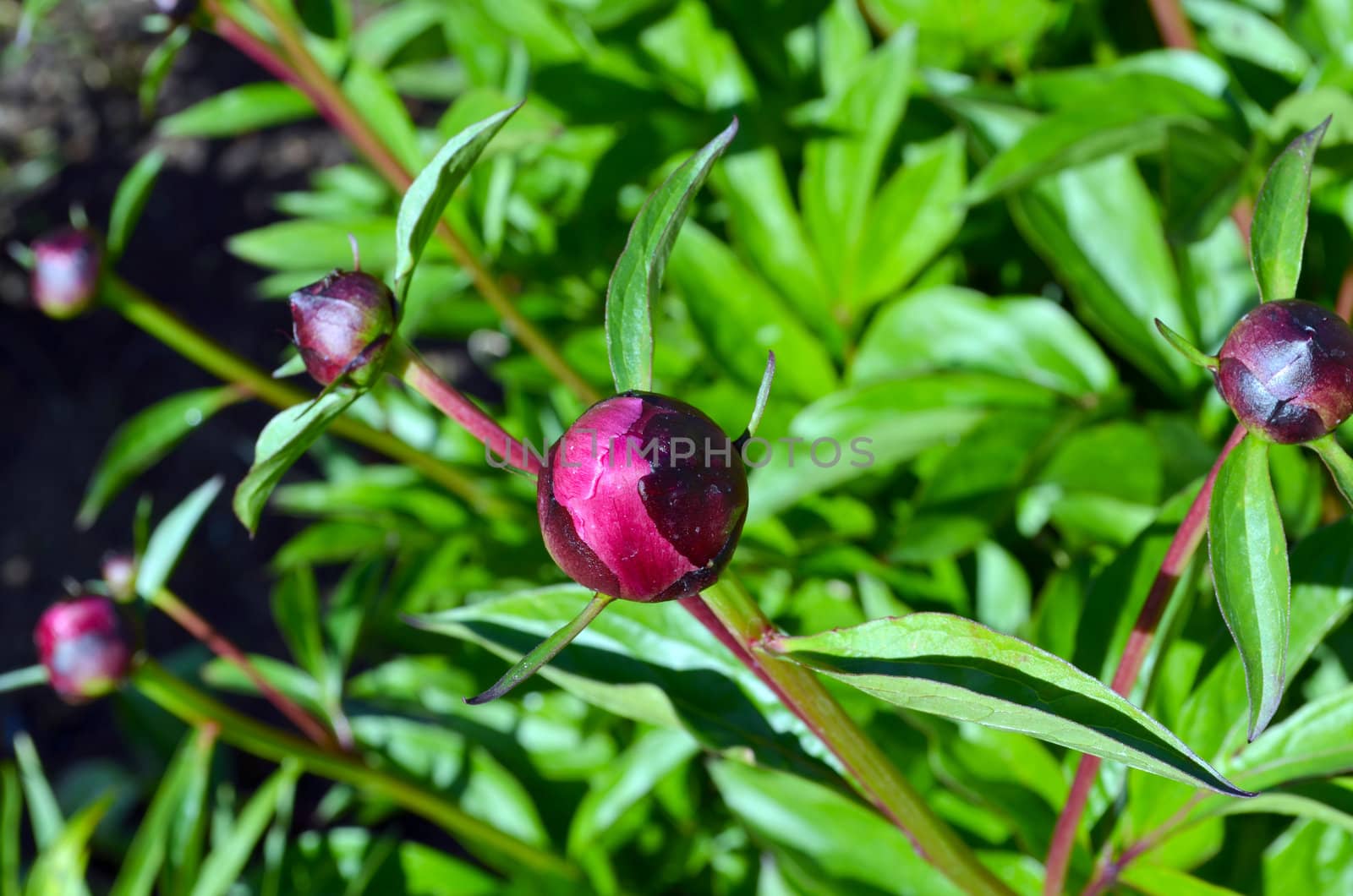 Peony flower red buds and green leaves closeup. Beauty prepared for unfolding.