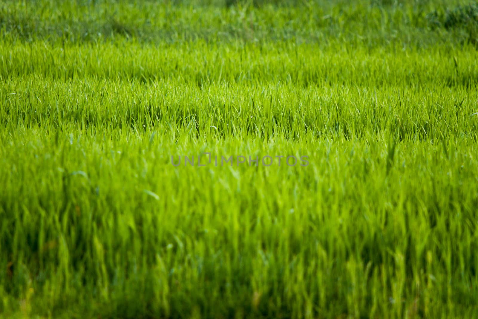 green grass on the wind with depth of field