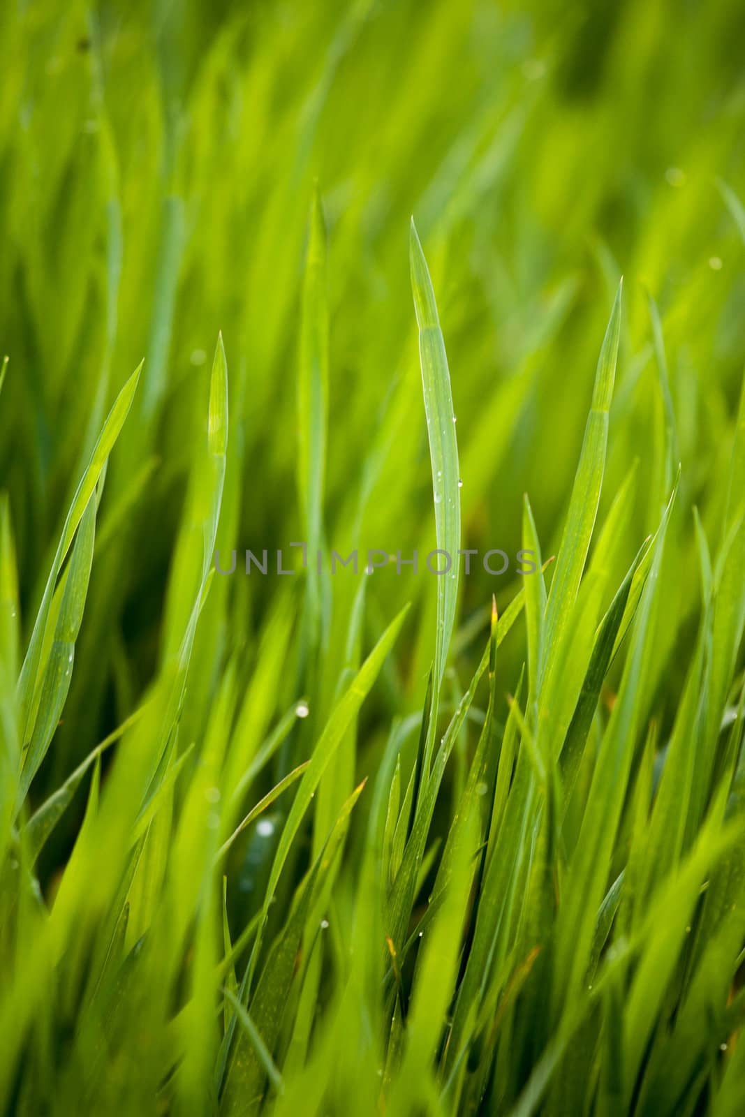 Wet green grass closeup by ailani_graphics