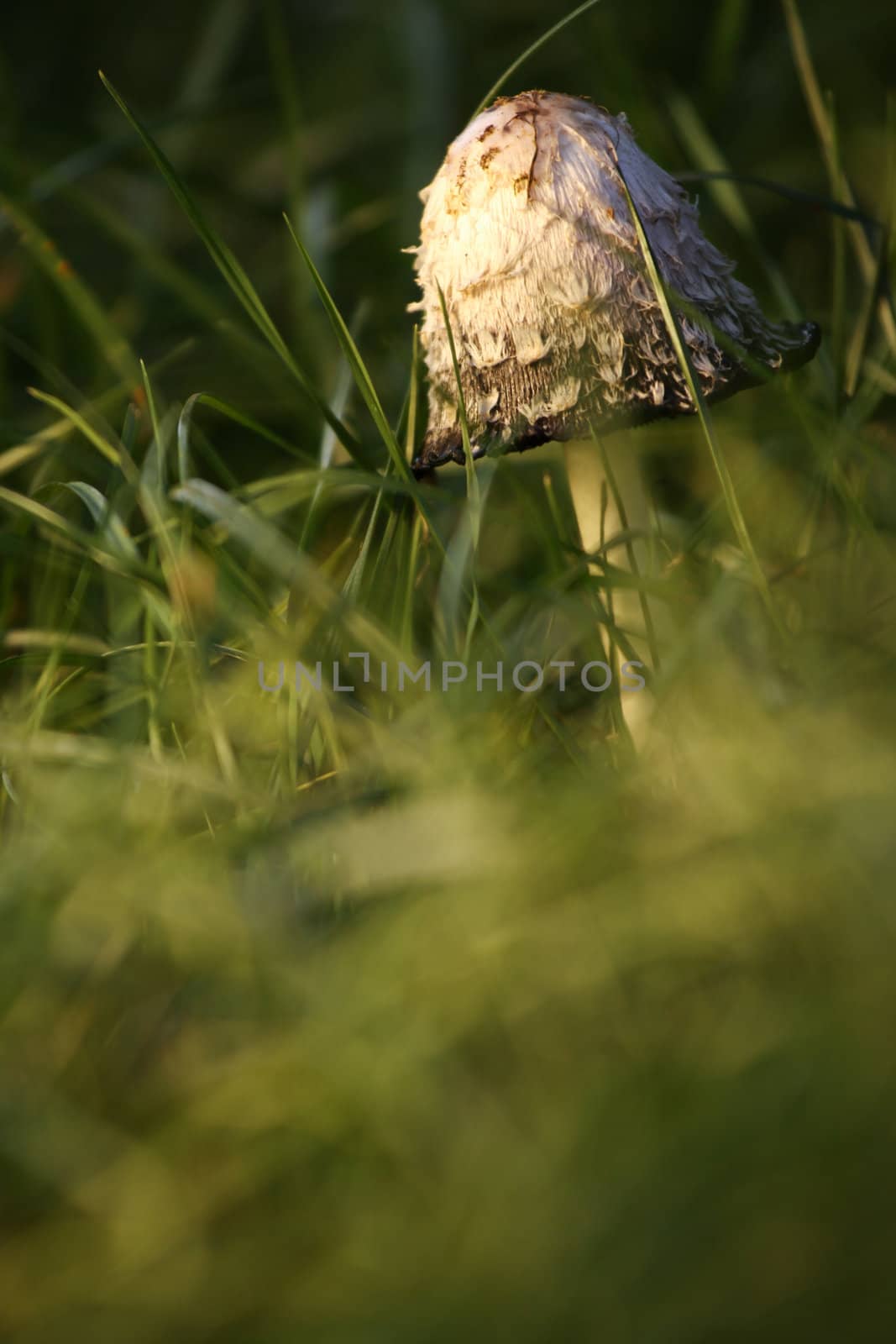 White poisonous mushroom growing among blades of grass with depth of field