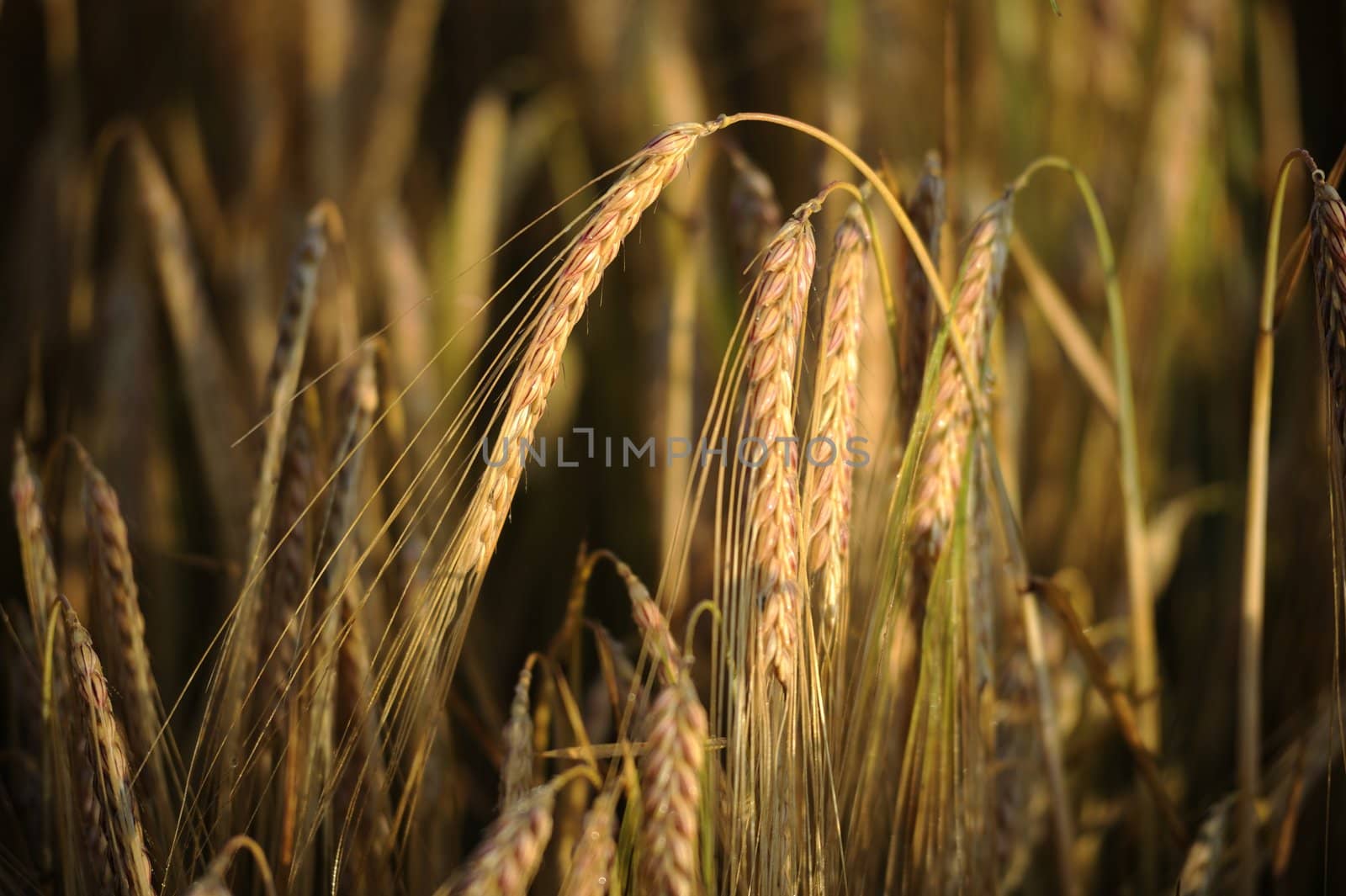 Golden wheath ready to be cutted announces summer