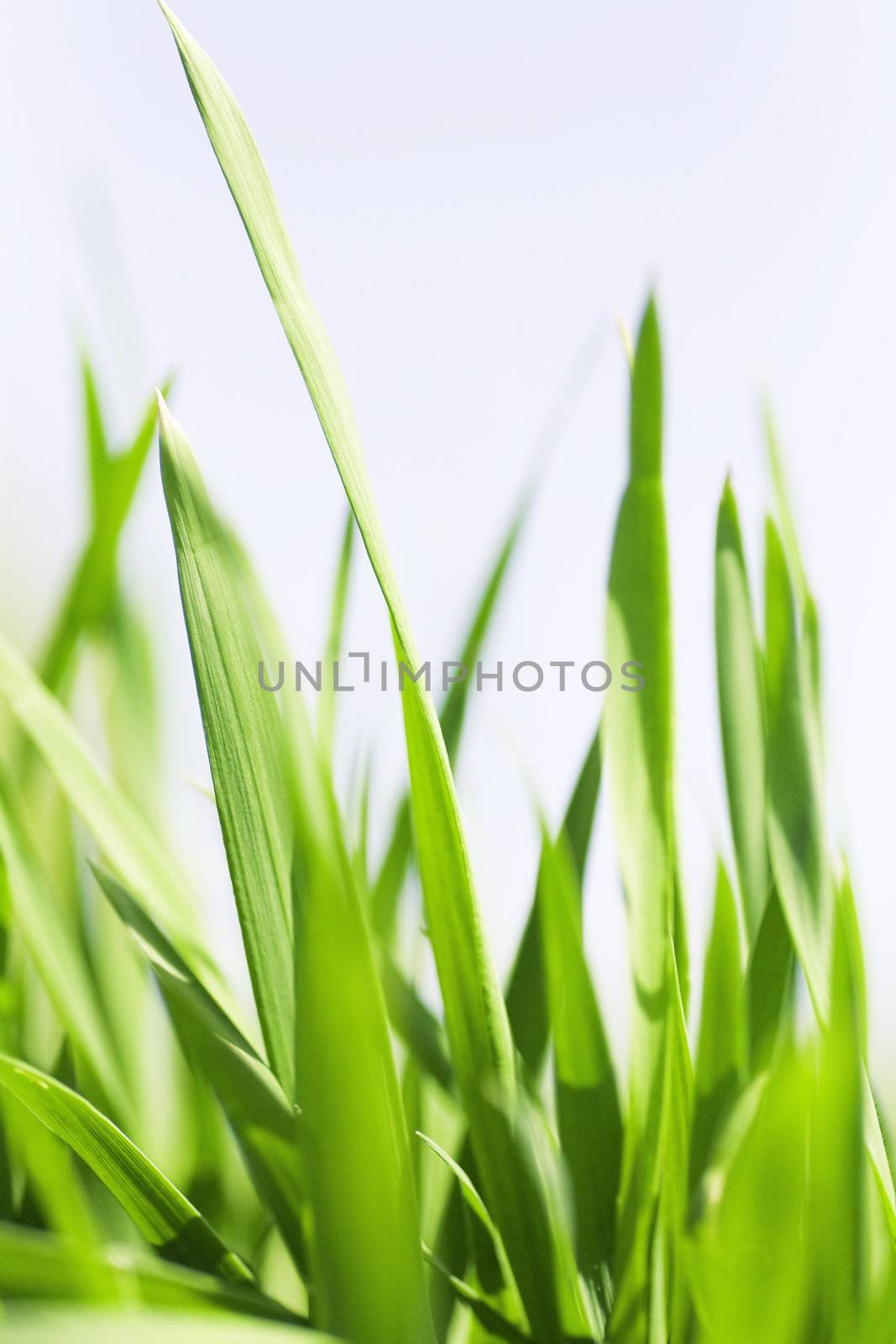 Juicy green blades of a grass against the light sky