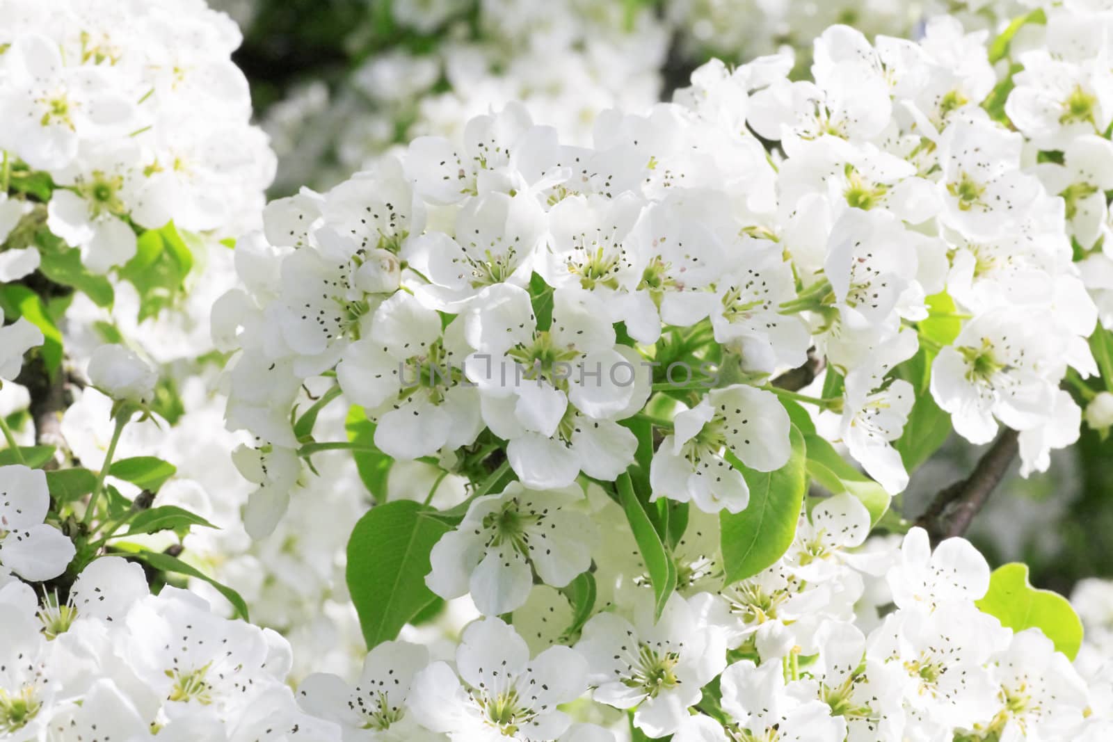 Gentle white flowers in a spring sunny day