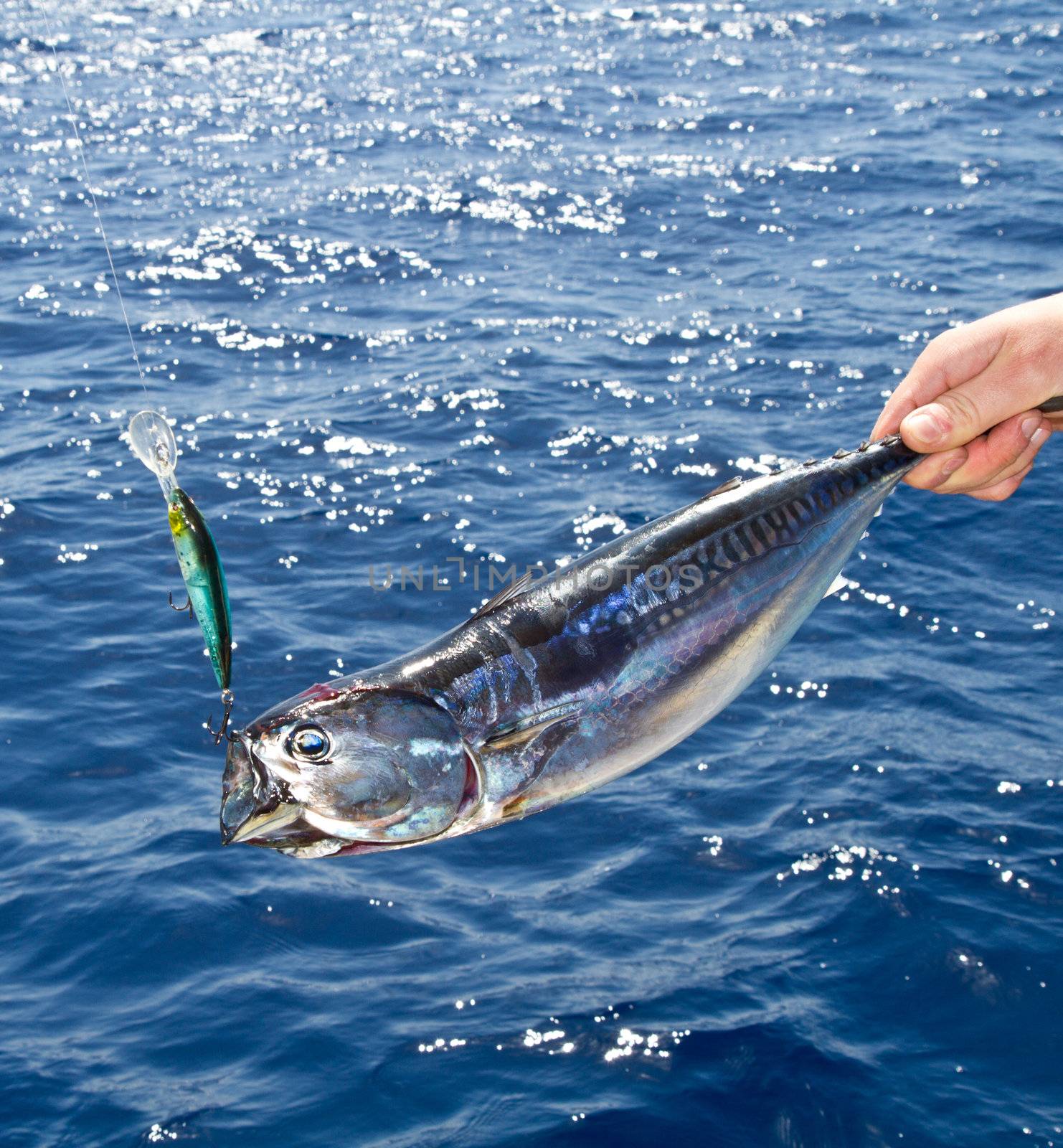 Blue fin tuna Mediterranean big game fishing