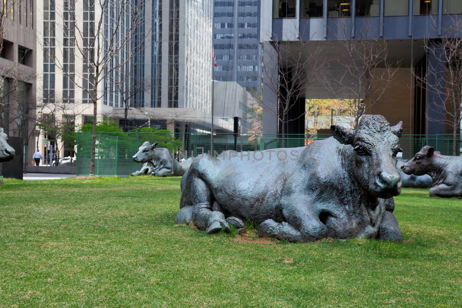 statues of bronze cows in downtown torontos financial district