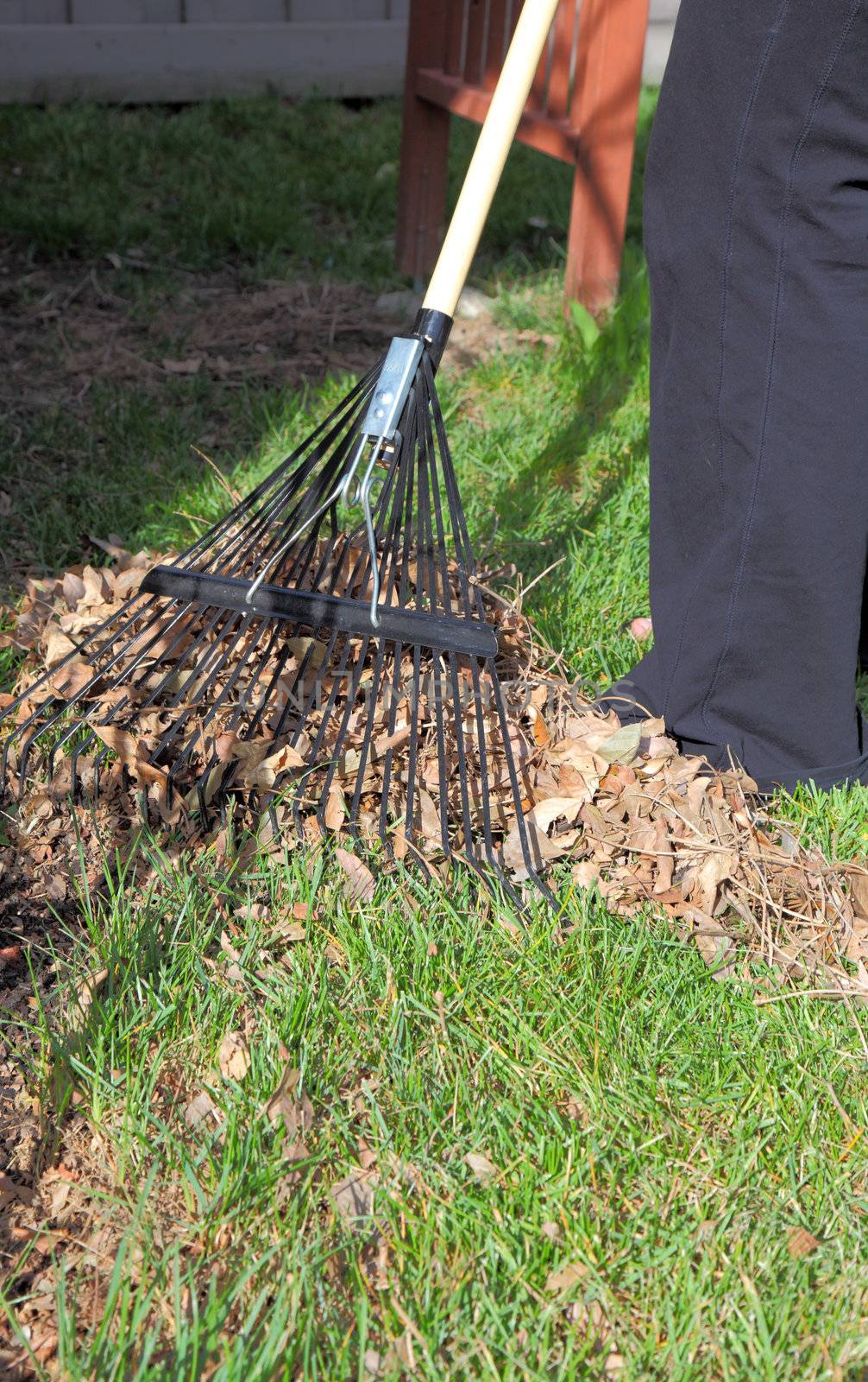 raking up leaves in the yard