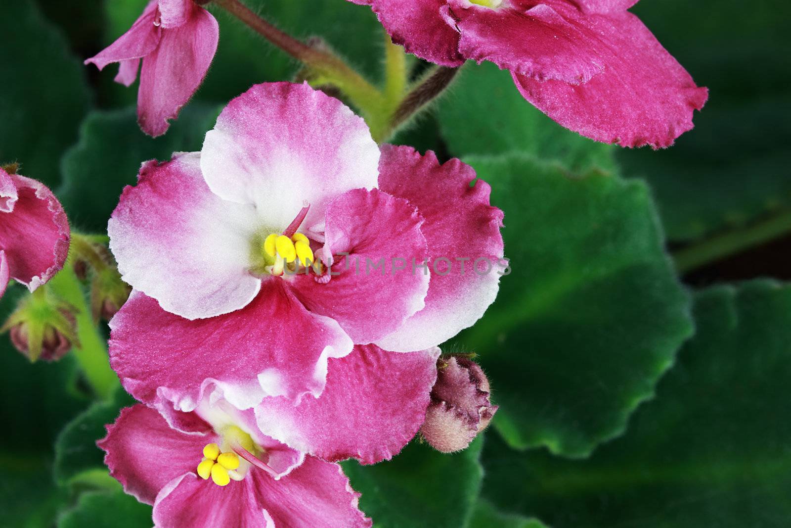 African Violet by StephanieFrey