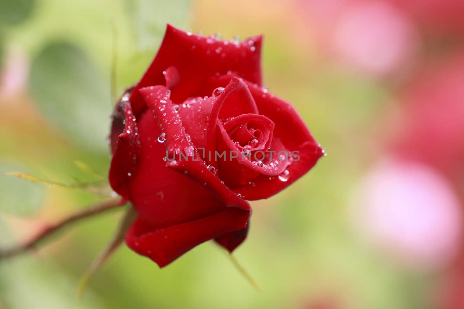 Close up   Beautiful  rose in a garden 