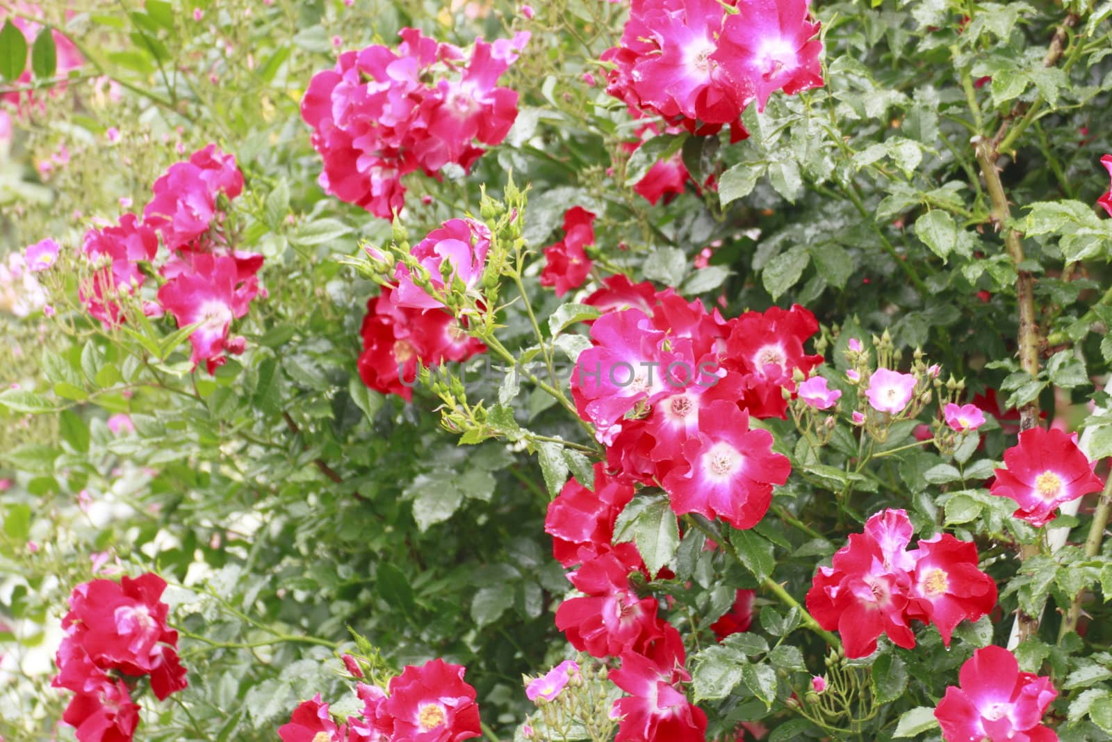 Close up   Beautiful  rose in a garden 